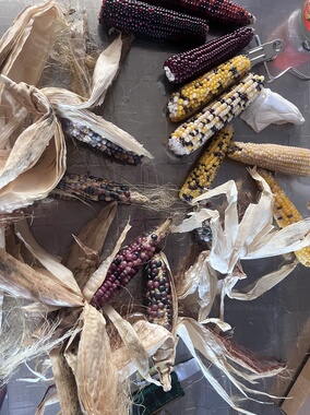 仓鼠小玉米仓鼠磨牙迷你小玉米仓鼠零食龙猫磨牙零食带皮小玉米