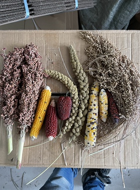 谷穗 黄谷穗红谷穗 高粱亚麻籽穗 天然带壳小米穗 鹦鹉逗仓鼠棒