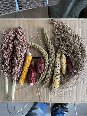 谷穗天然带壳小米穗鹦鹉仓鼠