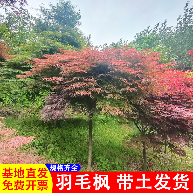 羽毛枫树苗庭院别墅绿化风景树红枫苗盆景嫁接盆栽花卉植物羽毛枫