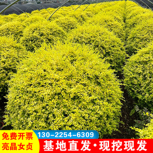 金叶亮晶球女贞球棒棒糖别墅庭院花园花镜绿植物绿化带造景不落叶