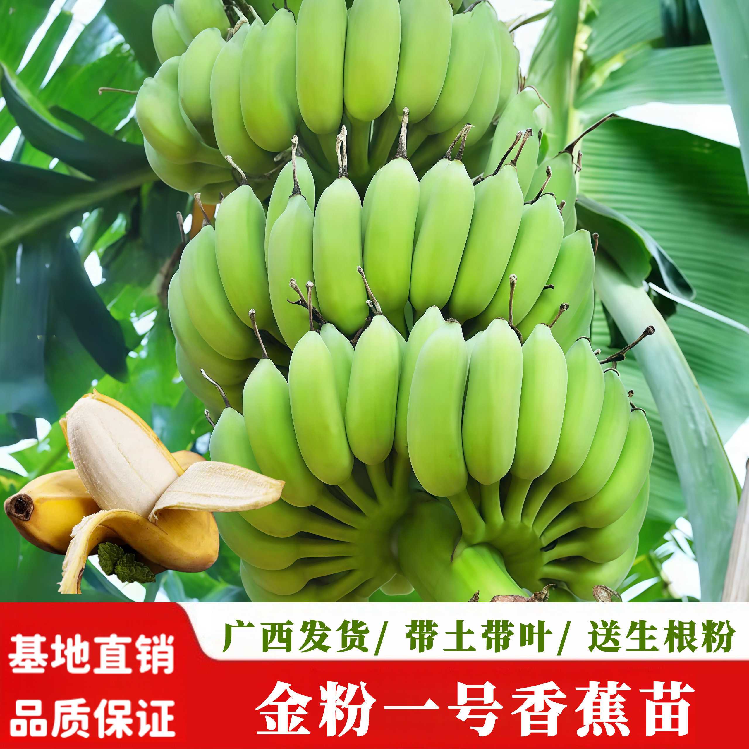 香蕉苗树矮化粉蕉苗当年结果南北方种植四季粉蕉香蕉树苗带土带叶