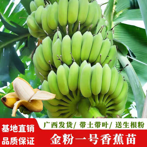 粉蕉苗当年结果粉糯香甜带土发货