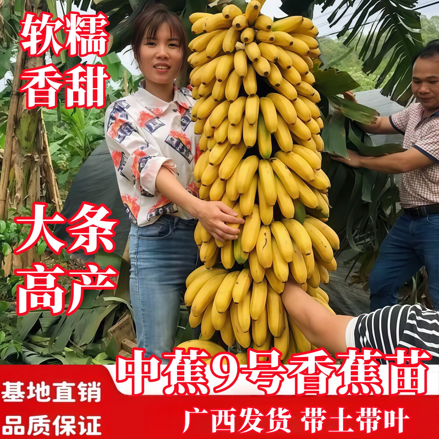 香蕉王中蕉9号香蕉苗树苗一棵一百多斤南北方阳台庭院盆栽地栽苗