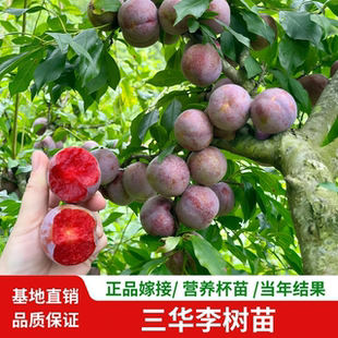 正宗钱排银妃三华李子树苗嫁接水果苗红心早熟李子苗蜂糖李子树苗