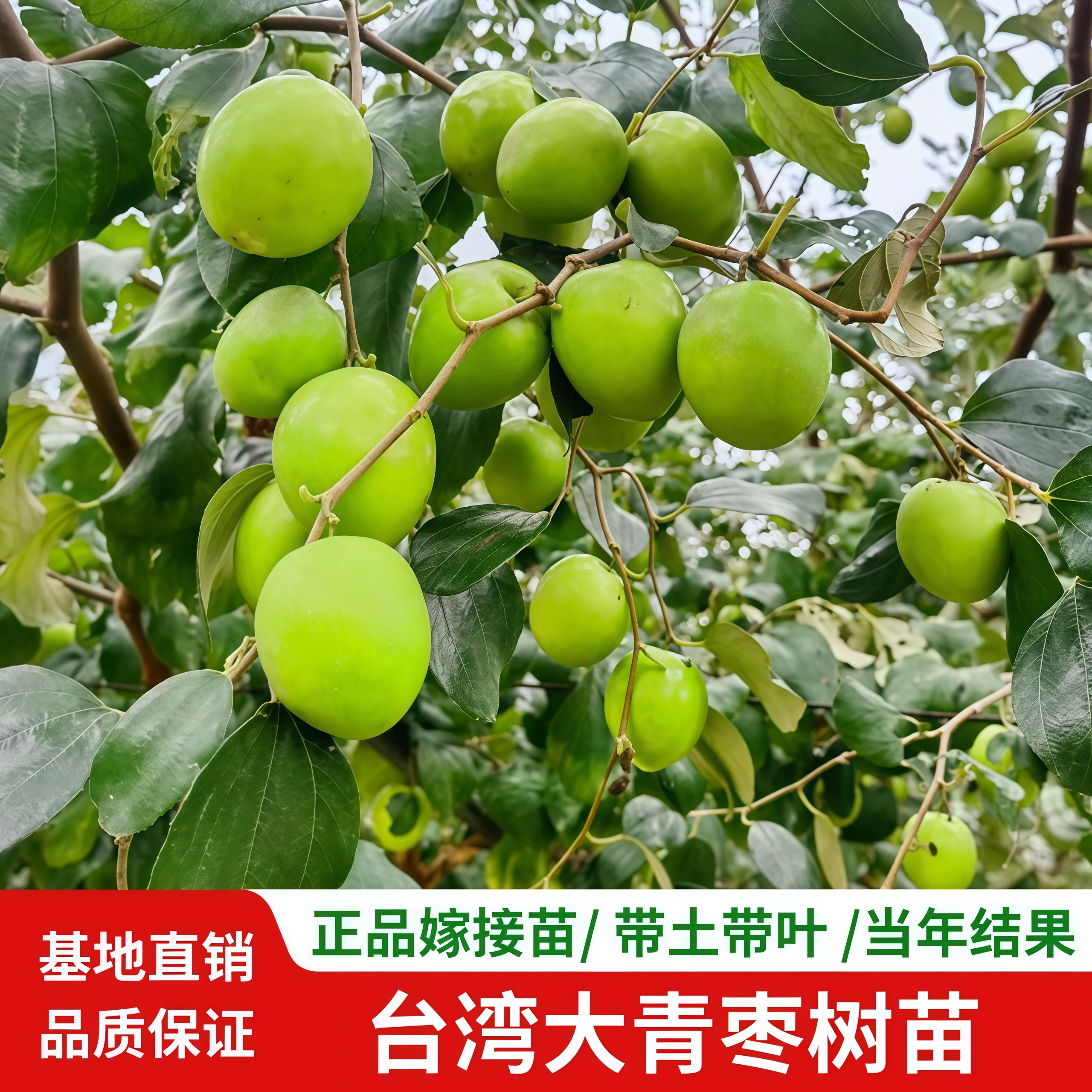 大青枣树苗台湾牛奶大青枣果苗蜜丝枣嫁接果树苗当年结果南北方种