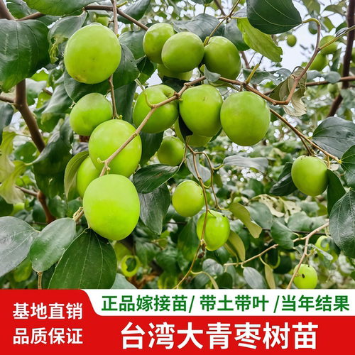 台湾大青枣树苗嫁接盆栽当年结果