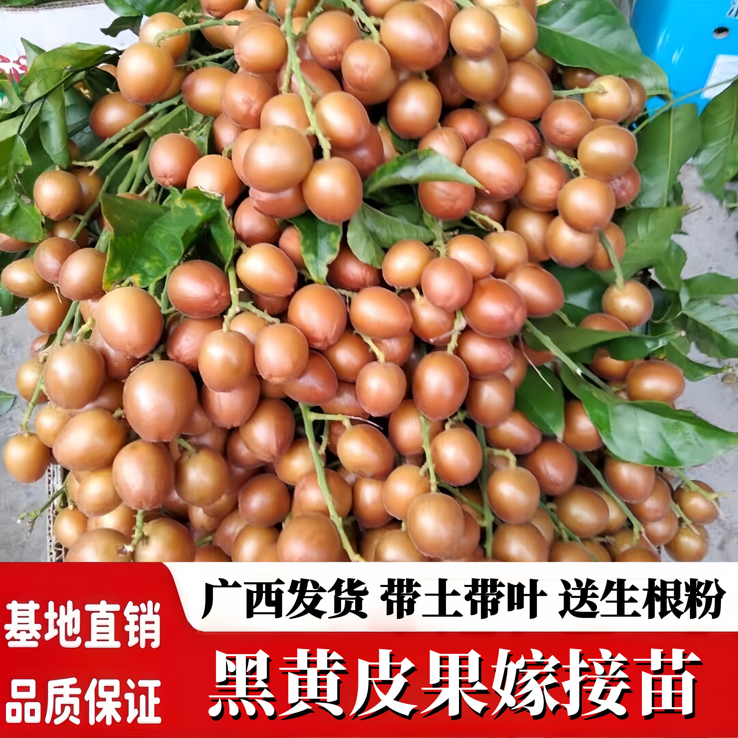 黑黄皮果苗黑金刚黄皮果嫁接苗香蜜纯甜南北方庭院盆栽地栽果树苗