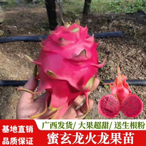 当年结果蜜玄龙火龙果苗红皮红肉