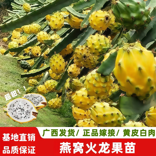 燕窝火龙果树果苗四季结果纯甜