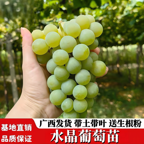 蜜甜水晶葡萄树苗爬藤当年结果