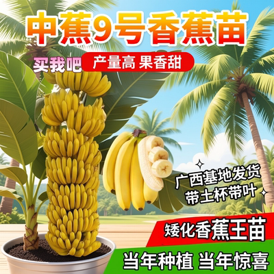 一个月结果中蕉9号香蕉王盆栽树
