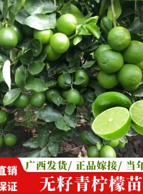 青柠檬树苗四季结果青柠檬树果苗三个月结果皮薄多汁阳台庭院盆栽