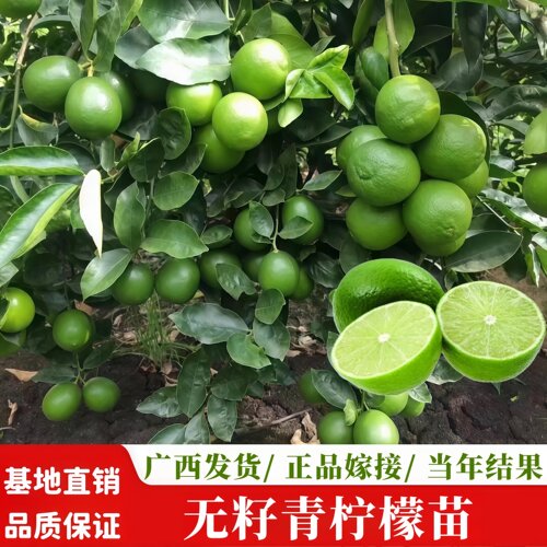 当年结果四季品种无籽青柠檬树苗