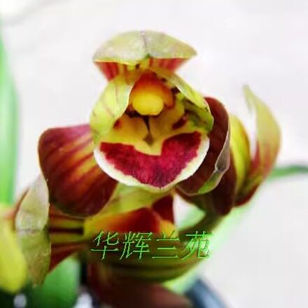 华辉兰苑实物兰花墨兰精品荷瓣-矮种水晶龙红心荷 (此盆5苗1大芽)