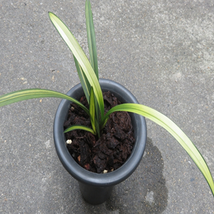 华辉兰苑实物兰花建兰线艺荷瓣-金荷斑缟出中透艺 (此盆2苗1芽)