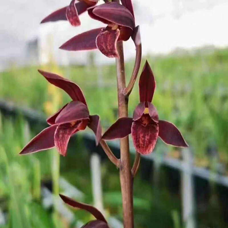 华辉兰苑花卉实物兰花墨兰精品漂亮荷型色花-南山红(此盆2苗1芽)