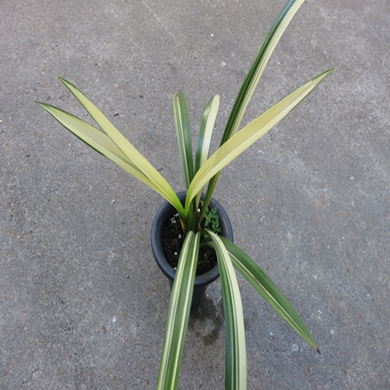 华辉兰苑实物兰花墨兰奇花花艺双全神州奇斑缟中透艺（此盆3苗）