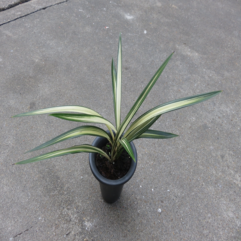 华辉兰苑实物兰花墨兰精品线艺世纪之星雪白中透艺(此盆3苗1芽)