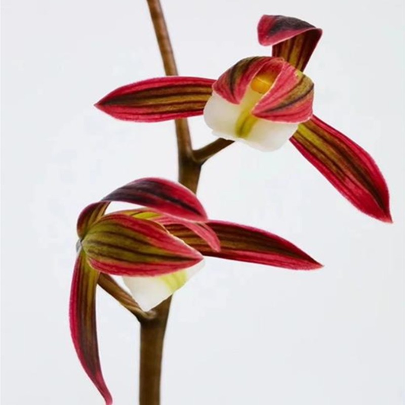 华辉兰苑实物兰花墨兰彩素热门品种花艺双全-双美人 (此盆4苗)