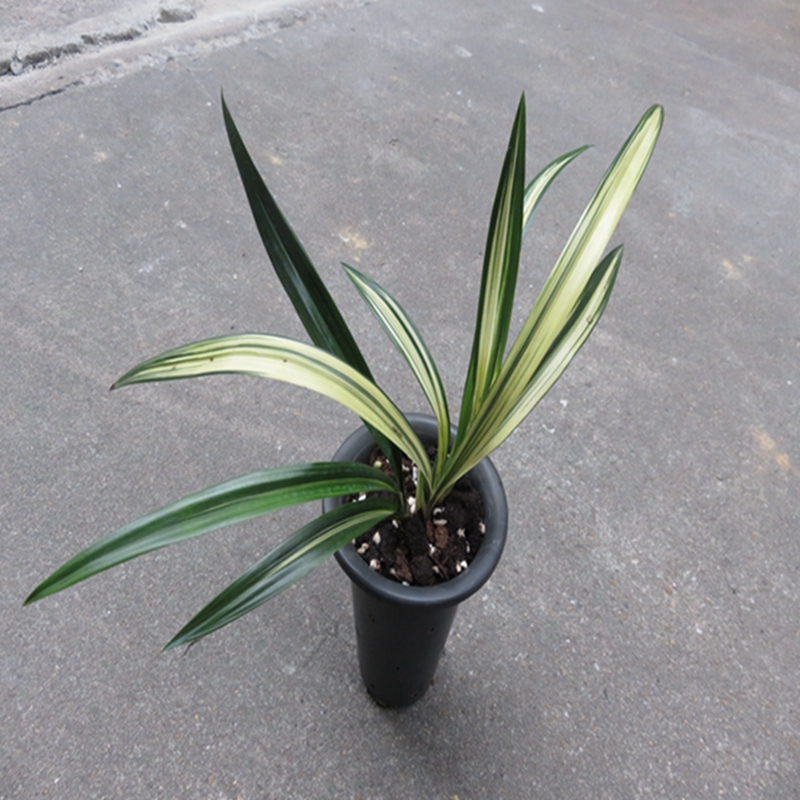 华辉兰苑实物兰花墨兰传统铭品线艺色花金玉满堂漂亮艺 (此盆3苗)