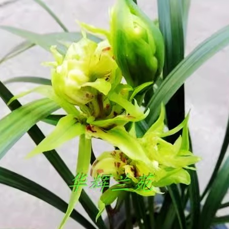 【华辉兰苑】实物兰花寒兰新种精品奇花---玉菊  300元/苗