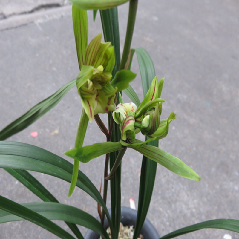 华辉兰苑花卉实物兰花寒兰多舌多瓣牡丹型奇花 (此盆4苗)