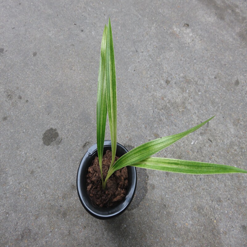 华辉兰苑实物兰花墨兰特色蛇皮网斑艺-美人鱼 (此盆2苗)两个子苗