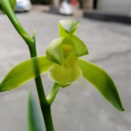 华辉兰苑实物兰花墨兰新精品素心色花-奇皱叶水仙素（此盆5头苗）