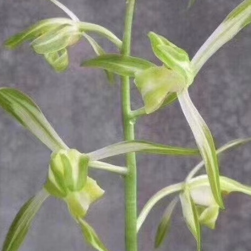 华辉兰苑实物兰花墨兰精品花艺双全素心线艺花上艺白凤 (此盆2苗)