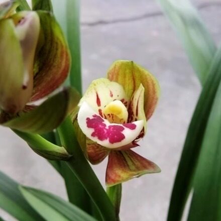 华辉兰苑实物兰花建兰新品色花绿杆红舌红荷（此盆7苗2大芽）