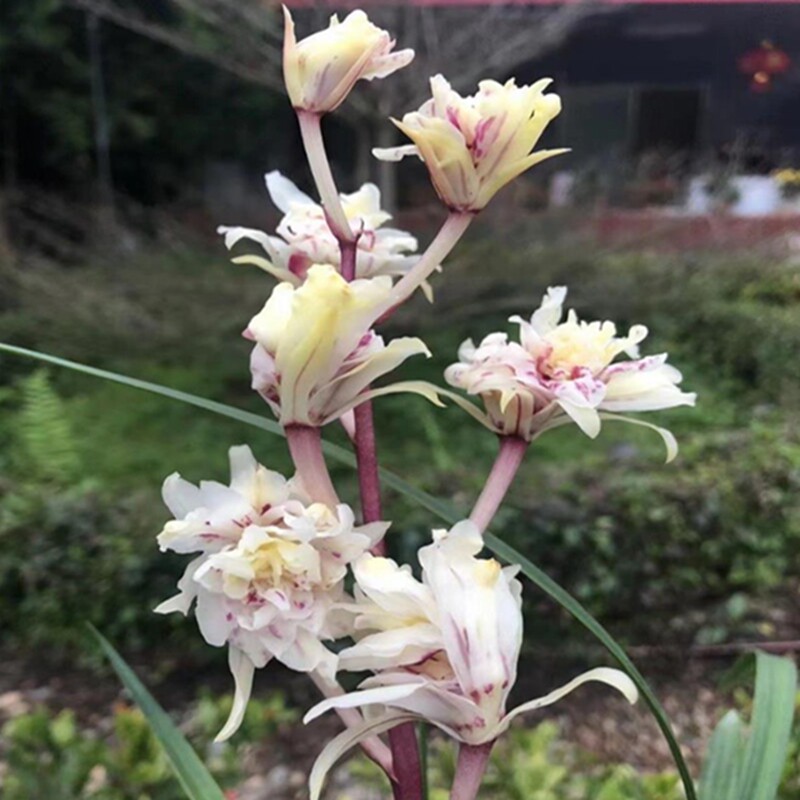 华辉兰苑实物兰花寒兰精品漂亮大花奇花-白牡丹（此盆2苗）子母苗