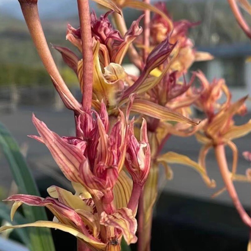 华辉兰苑实物兰花寒兰精品大花红花奇花-火凤凰（此盆3苗2剑花）