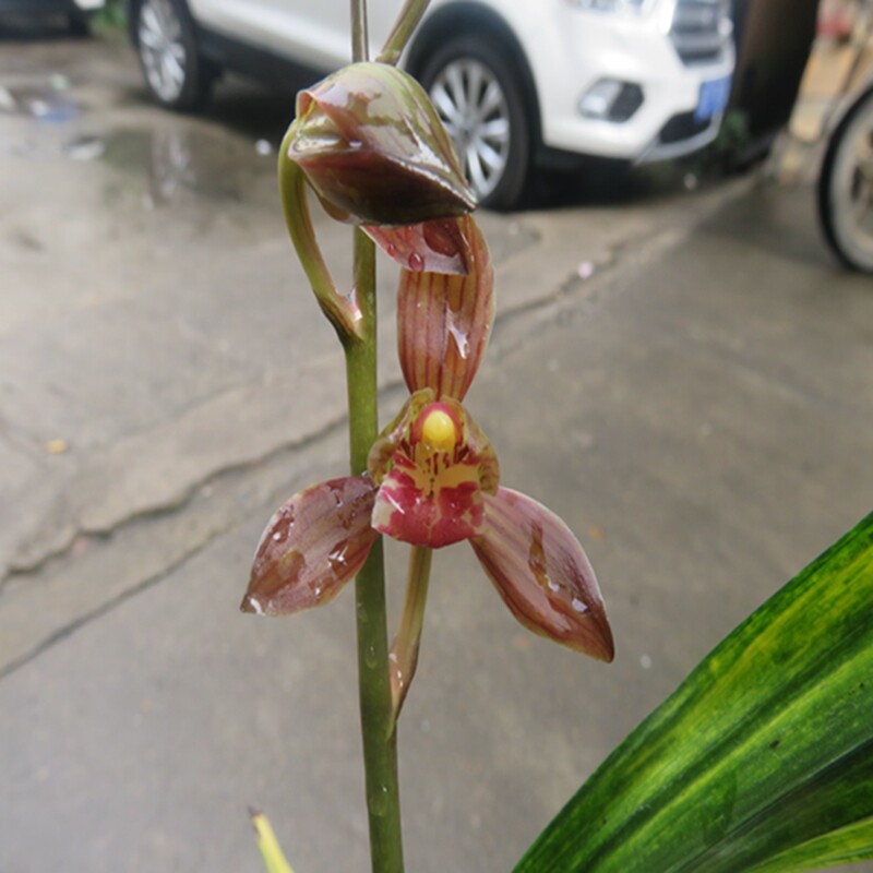 华辉兰苑实物兰花精品色花荷瓣-黄金全虎斑红荷(此盆3苗1花苞）
