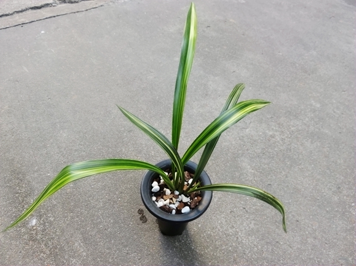 华辉兰苑实物兰花墨兰精品花艺双全-国香牡丹斑缟艺(此盆2苗)