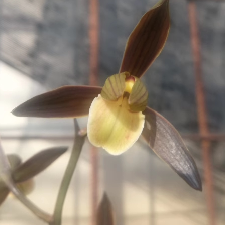 华辉兰苑实物兰花墨兰新精品色花荷型黑花桃腮大舌（此盆3头苗）