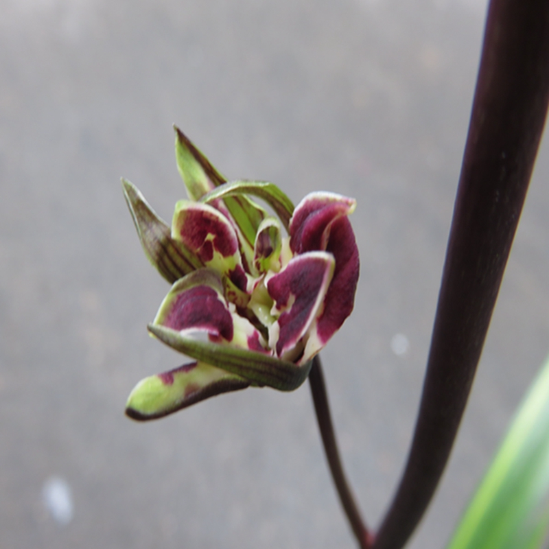 华辉兰苑实物兰花墨兰铭品奇花出艺-文山奇蝶线艺(此盆3苗)