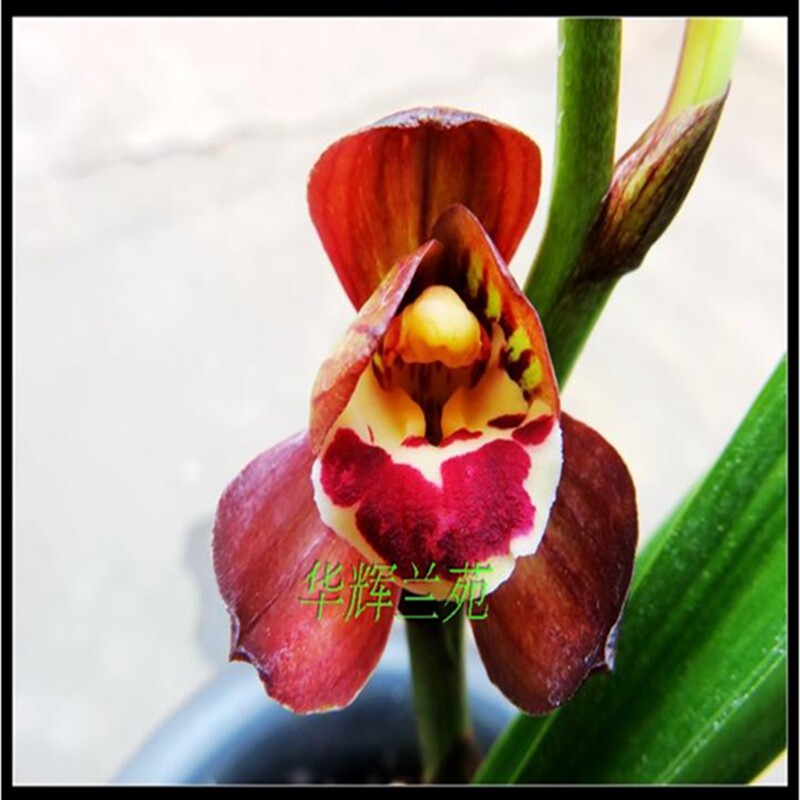 华辉兰苑实物兰花墨兰花艺双全正格荷瓣-红荷出亮缟艺 (此盆3苗）