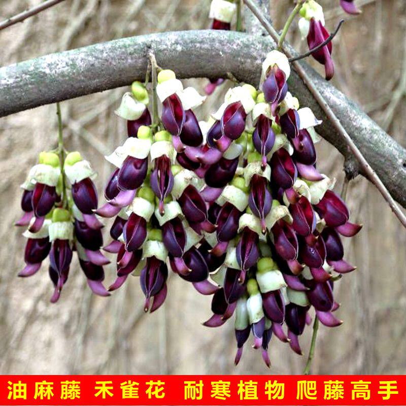 植物常绿油麻花苗禾雀使君子