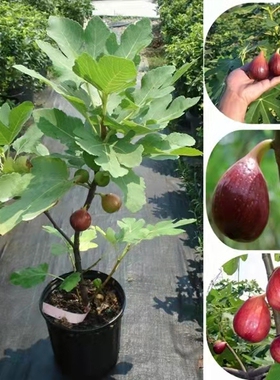 无花果树苗波姬红特大无花果