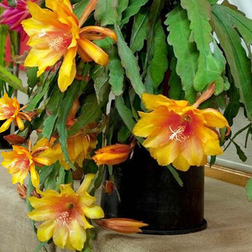 令箭荷花盆栽花卉室内绿植仙人掌多肉植物扦插苗带根四季孔雀兰花