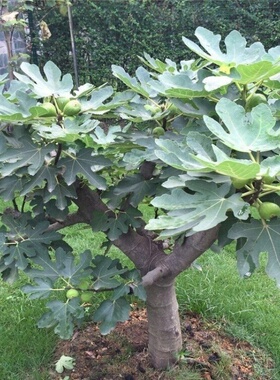 无花果苗特大无花果树苗