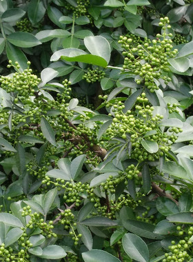 花椒苗树盆栽食用青花椒苗庭院果树南方北方种植盆栽地栽当年结果
