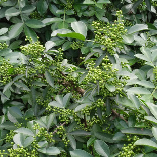 花椒苗树盆栽食用青花椒苗庭院果树南方北方种植盆栽地栽当年结果