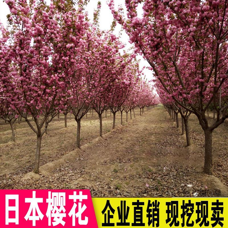 日本樱花树苗庭院花镜别墅地栽盆栽四季室外耐寒早樱晚樱花风景树