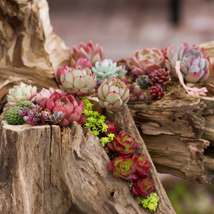 多种植物盆栽多肉白美人紫牡丹生石花玉珠莲白鸟玉露黑法师观音莲