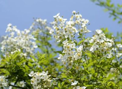 植物炼金术 荼蘼花原精 悬钩子蔷薇野玫瑰净油