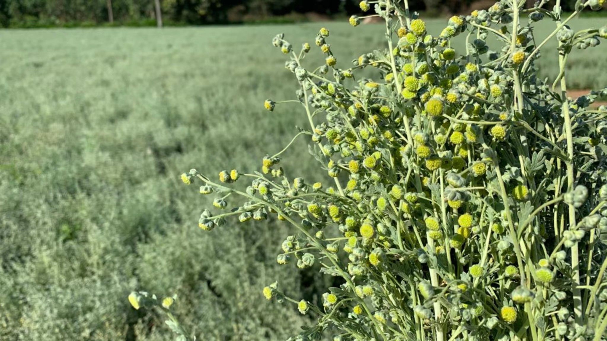 植物炼金术 印蒿精油 davana油草本红酒香气