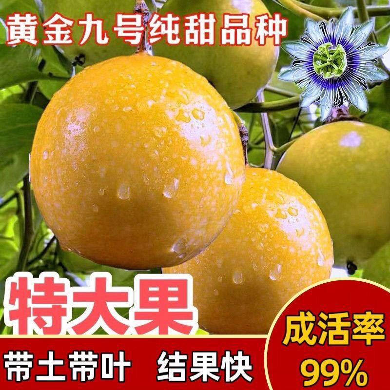 黄金香甜百香果苗广西纯甜黄金树苗庭院盆栽种植当年结果大果包邮图片
