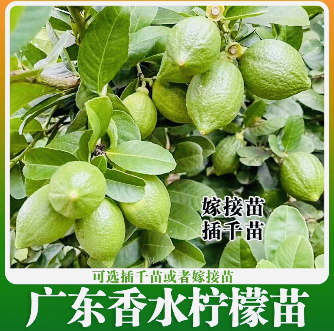 四季香水柠檬树苗嫁接果苗广东台湾无籽无核网红柠檬苗青柠果树
